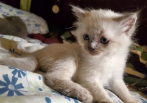 Kittens need rehoming