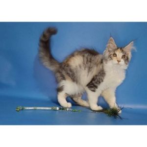 Maine Coon Angela Ny