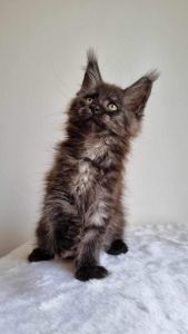 Maine Coon Kittens