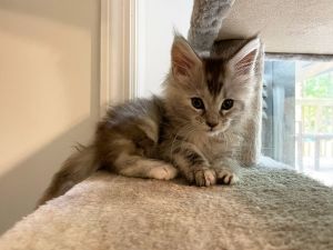 Sara Female Maine Coon Kitten