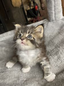 Male Maine coon kitten