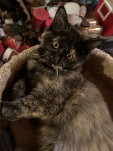 Female Maine Coon kitten