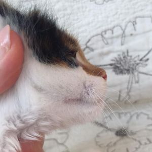 Charming Maine Coon Kitten