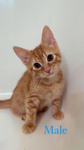 Tica Registered Male & Female Maine Coone Kittens