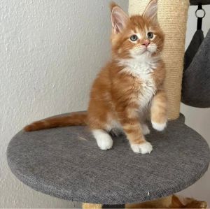 Maine Coon kittens