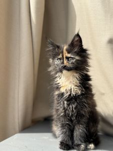 Purebred Maincoon Kittens