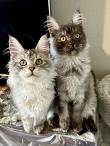 Three Maine Coon Kittens