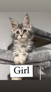 Maine coon girl