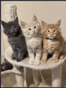 Maine coon litter