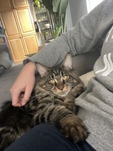 3 year old Maine Coon