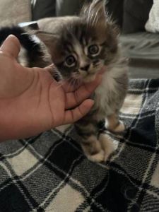 New home-TICA registered Playful Maine