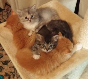 Adorable Maine Coon Kittens