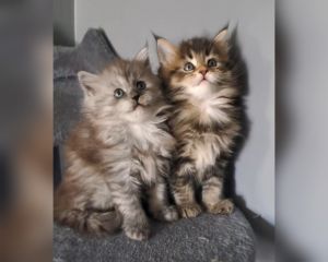 Maine Coon Cats for sale in Reading, PA 19606, USA. price: $1,850