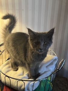 Maine Coon blue smoke female