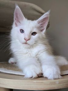 White Maine Coon girl with heterochromia