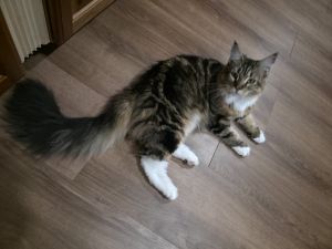 Maine coon