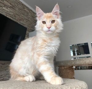 Adorable Maine Coon Kittens Ready for Their Forever Homes