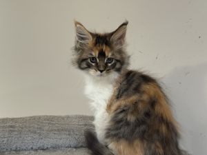 Tica registered female main coon kittens