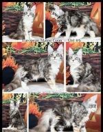 European Maine Coon Baby Girl #6