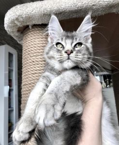 Adorable MaineCoon Kittens for Adoption