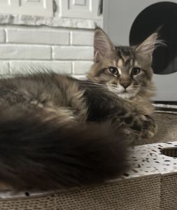 Maineflashes Maine Coon