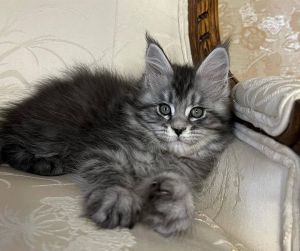 Stunning Male Mainecoon Kitten Available