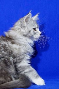 maine coon kittens