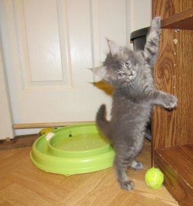 Stunning Tica Registered Maine Coon Kittens