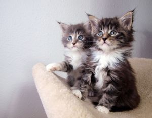 Maine coon kittens text at ***