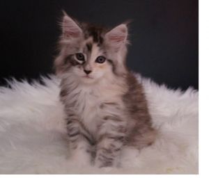 Cute kittens for sale