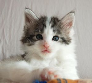 MAINE COON KITTENS ON ADOPTION