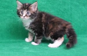 Gorgeous Maine Coon Kittens.Text (***) ***-***9