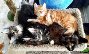 Maine coon kittens for adoption