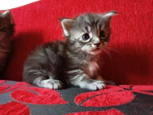 Purebred Kittens Maine Coons and Ragdolls.Text us on (***) ***-***9