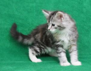 Beautiful Girl Maine Coon Text (***) ***-***9