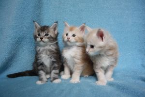CFA registered Beautiful Maine Coon kittens Text (***) ***-***9