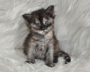maine coon kittens cfa reg Text (***) ***-***9