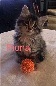 Maine coon kitten for sale