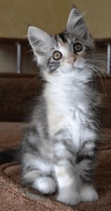 Marble Tricolor Maine Coon female cat kitten Bella Born 8/17/2019