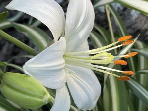 Maine Coon Cat needs Caring home