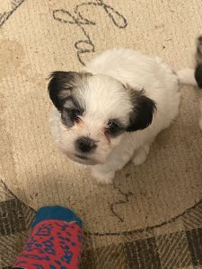 Maltese/Shihtzu puppies