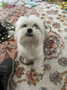 House trained dog for sale