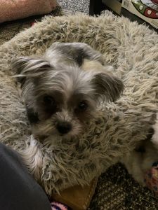 Malshi Female needs loving home