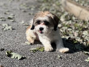Maltese/shih tzu
