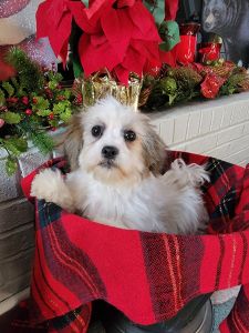2 Male Malte Shihtzu Puppies
