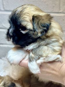 Female Malshi available