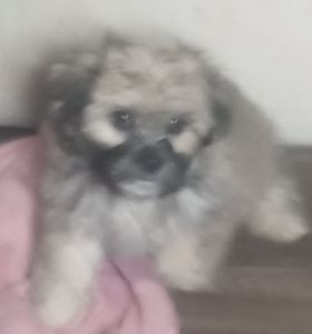 Mal-Shi Puppy Teddy Male