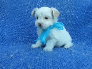 Malshih Puppies