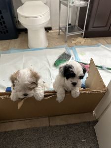 Maltese shih tzu mix puppies