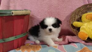 Sweet loving puppies